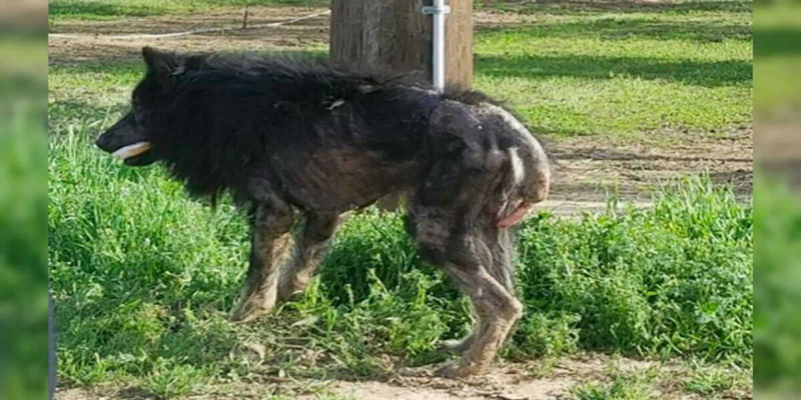 Varulv, hund