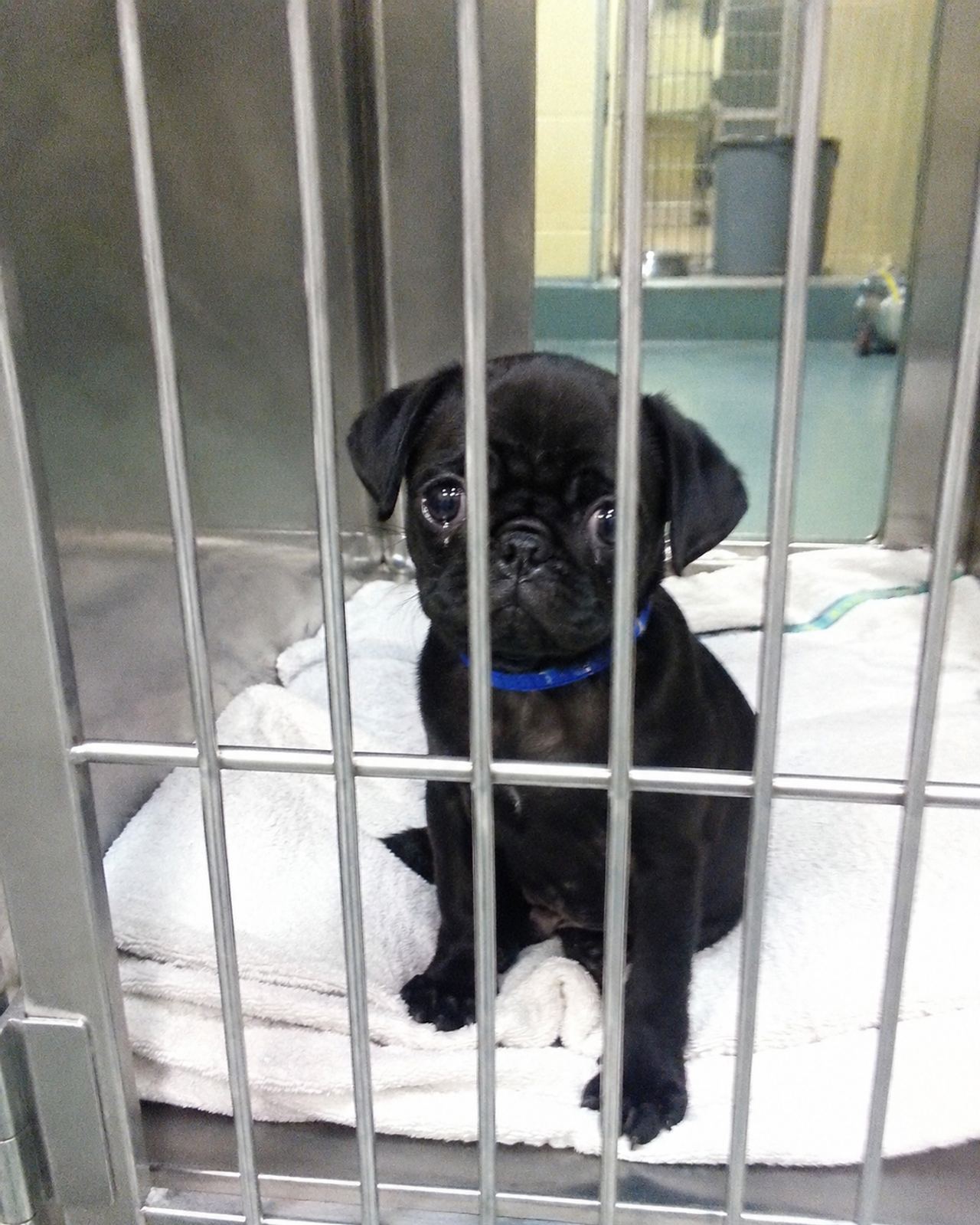 The dog didn’t cry when her family abandoned her… but what she did next broke the hearts of everyone at the shelter