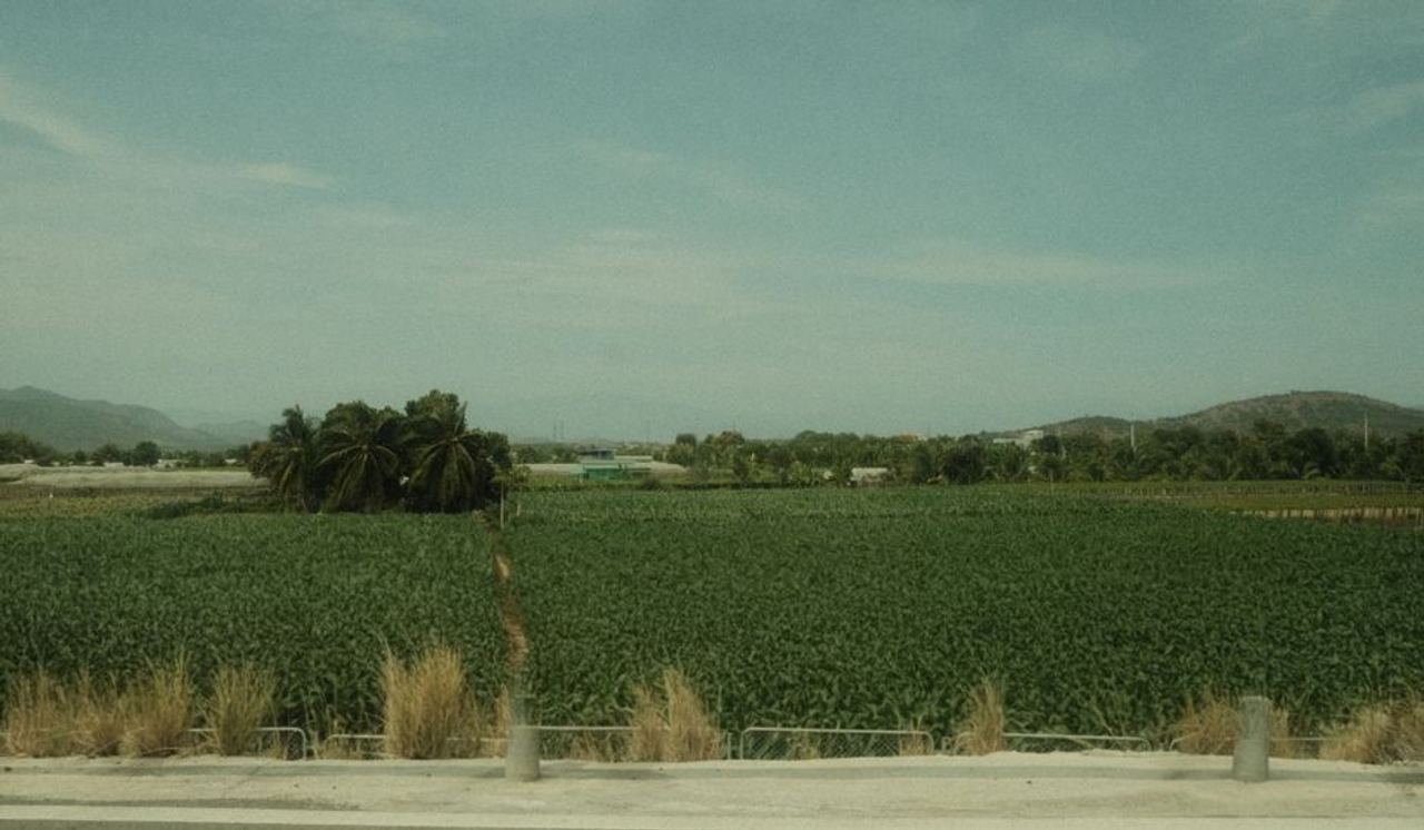 A vast green field with palm trees under a clear sky, offering a peaceful rural landscape view.